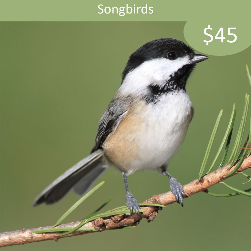 Songbird Sponsorship Black capped Chickadee