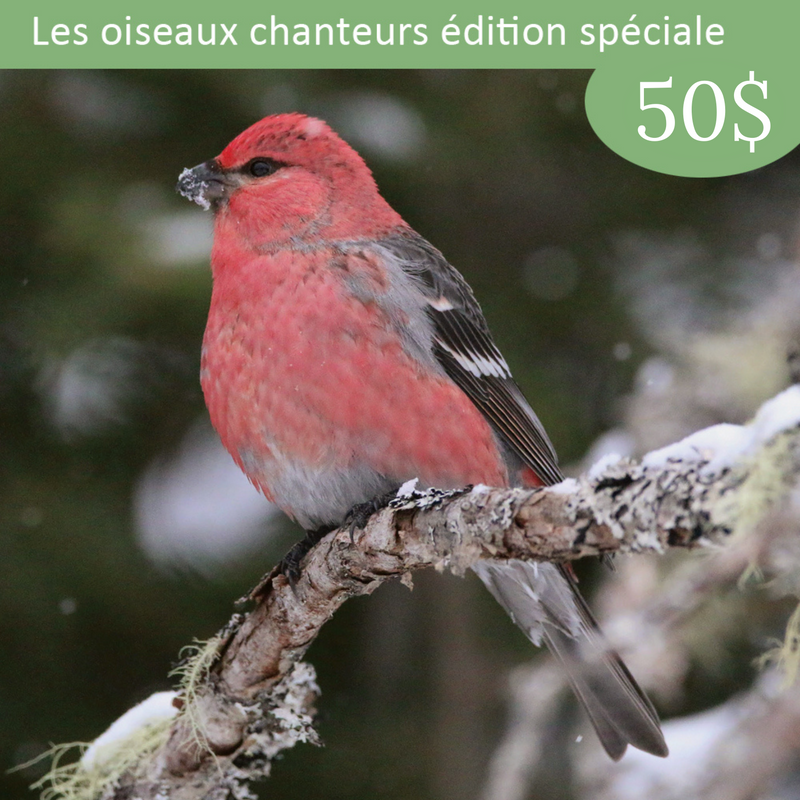 Spécial des fêtes - Parrainage d'oiseaux chanteurs - Durbec des sapins