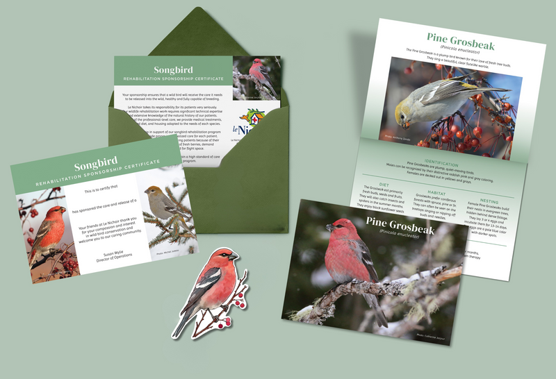 Spécial des fêtes - Parrainage d'oiseaux chanteurs - Durbec des sapins