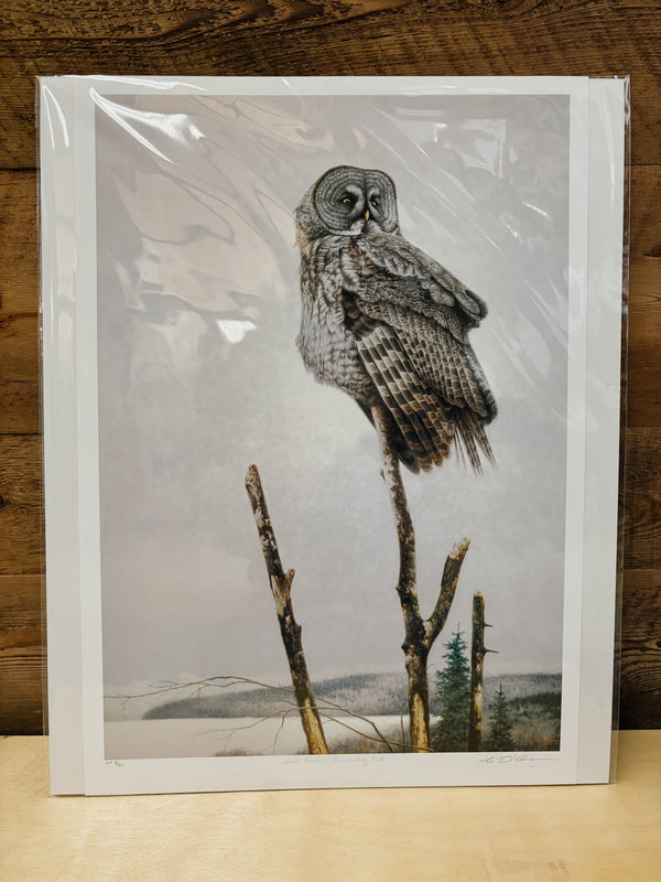 Claudio D'Angelo - Still Hunter - Great Grey Owl