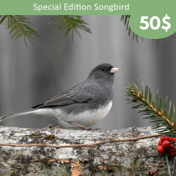 Spécial vacances - Parrainage d'oiseaux chanteurs - Junco ardoisé