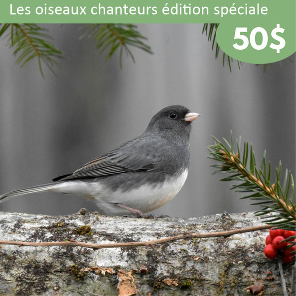 Spécial vacances - Parrainage d'oiseaux chanteurs - Junco ardoisé