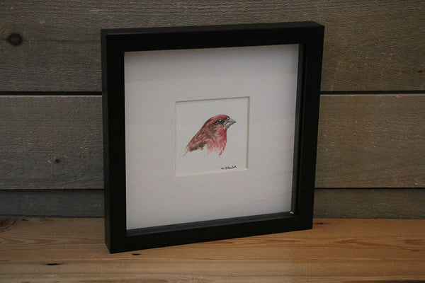 M. Brewer watercolour- Purple Finch