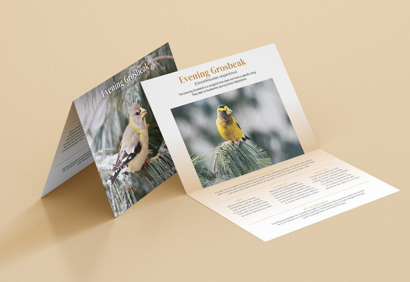 Threatened Species Sponsorship - Evening Grosbeak