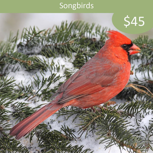 Parrainage Oiseau chanteur - Cardinal rouge