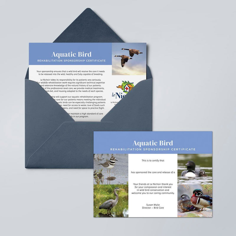 Aquatic Bird Sponsorship - Killdeer