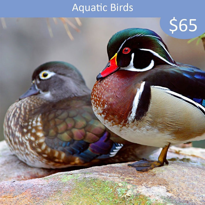 Aquatic Bird Sponsorship - Wood Duck